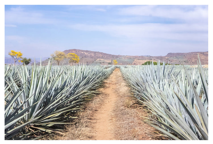 Mexico & Agave Art
