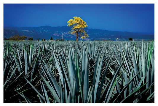 The Last Tree Standing