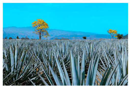 Golden Blue Agave