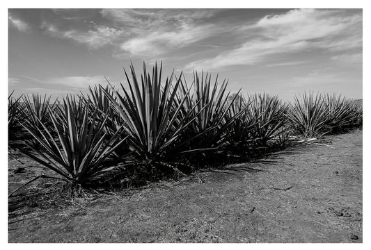 Monochrome Agave