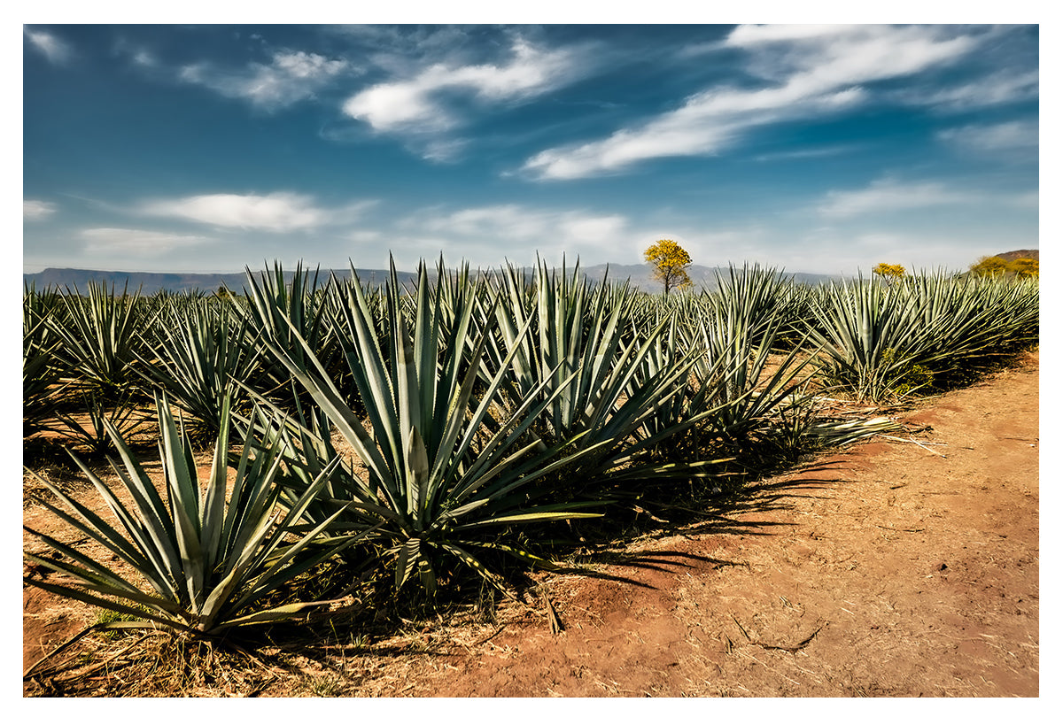 Vibrant Blue Agave