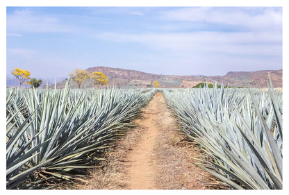 Agave Highway