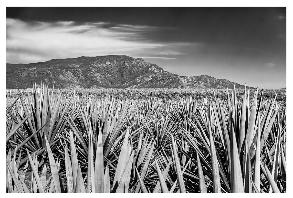 Roots of Jalisco