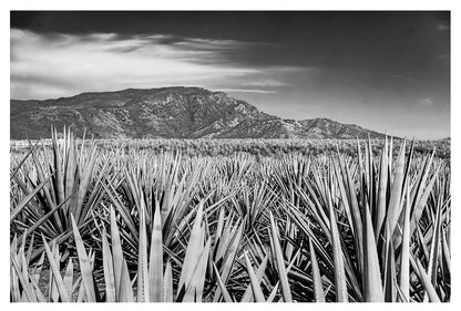 Roots of Jalisco