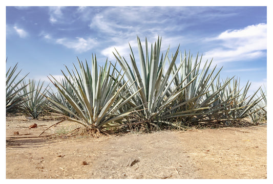 Blue Agave Crown
