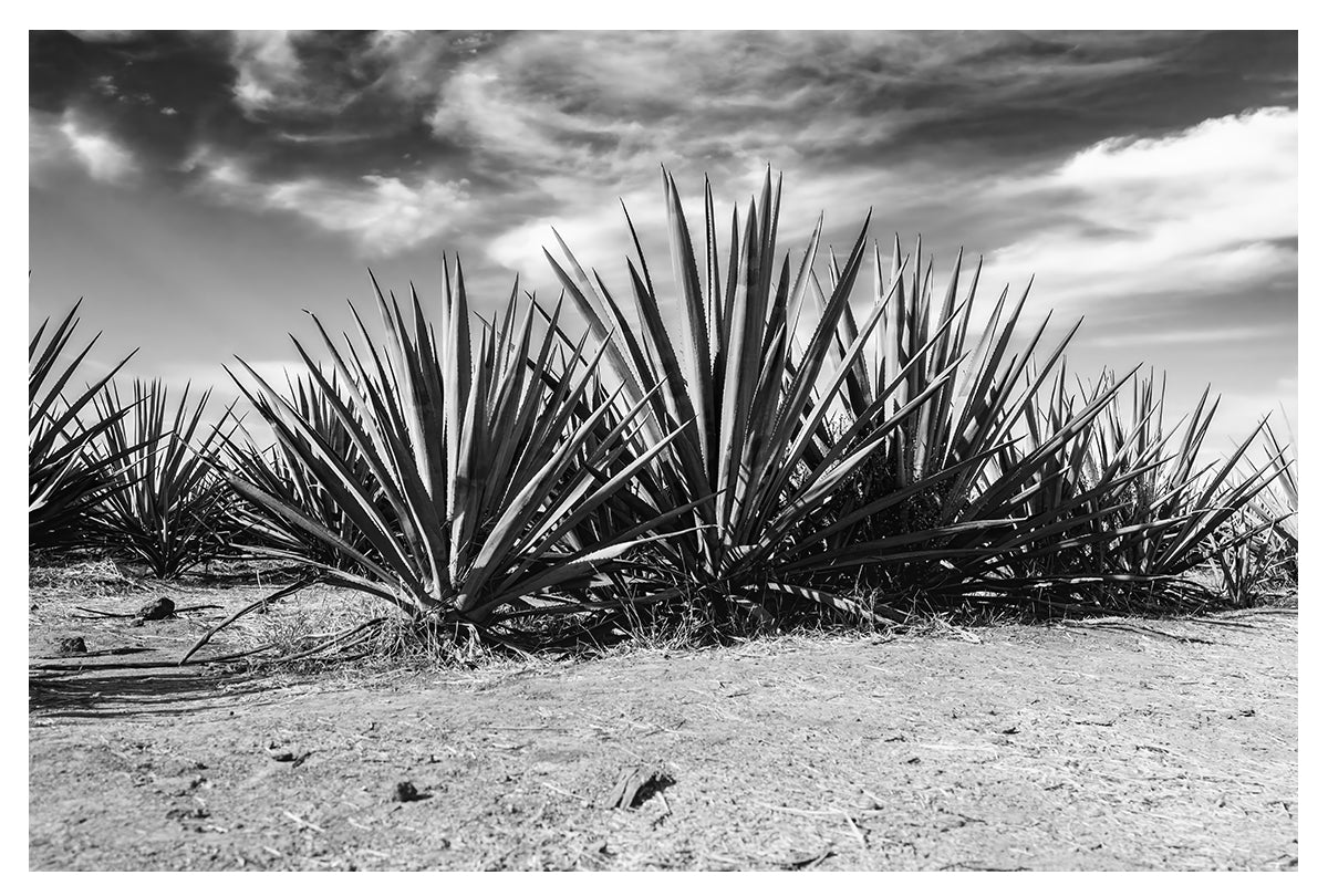 Monochrome Blue Agave