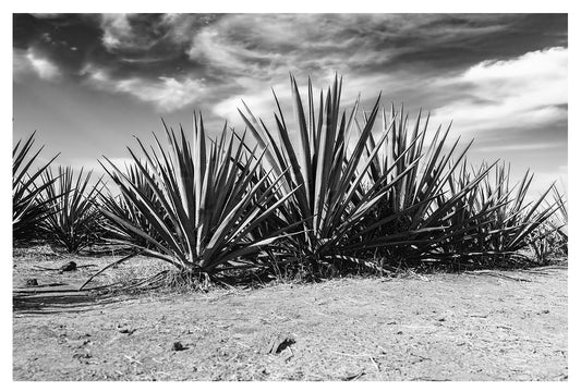Monochrome Blue Agave