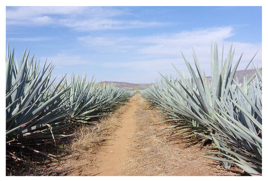 The Road to Agave