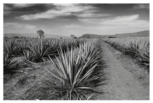 Monochrome Agave Field