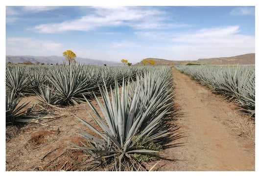 The Soul of Tequila Country