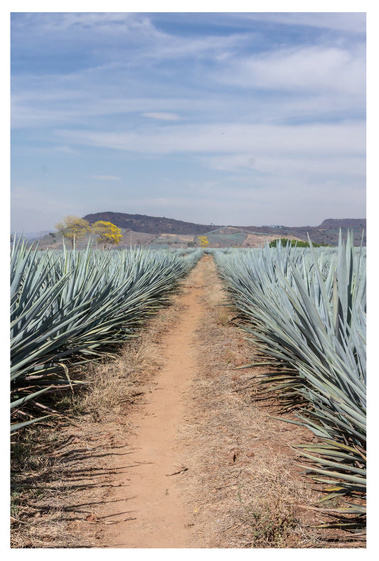 AGAVE HIGHWAY