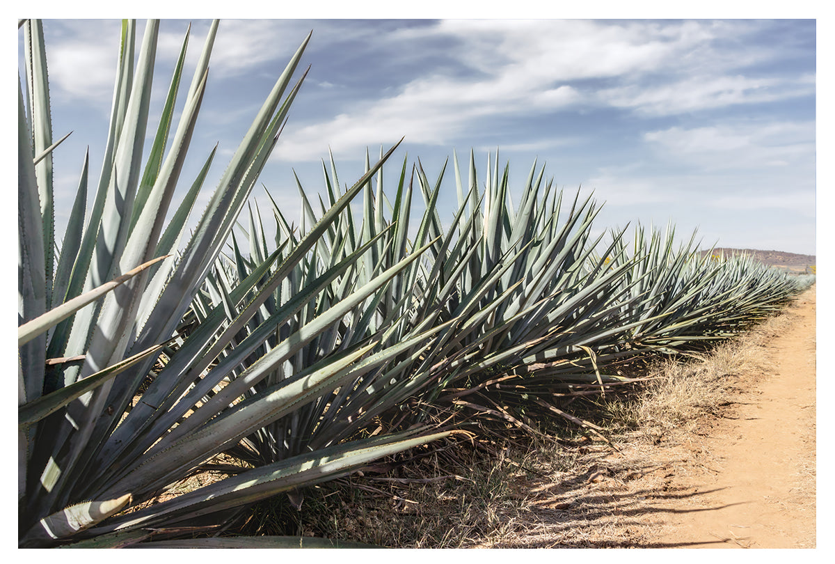 Roots of Tequila