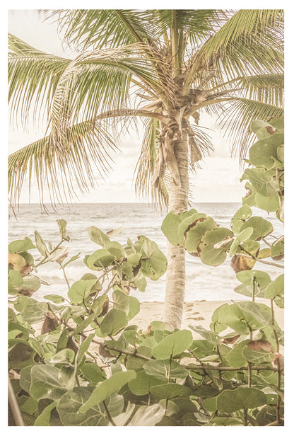 Palm View