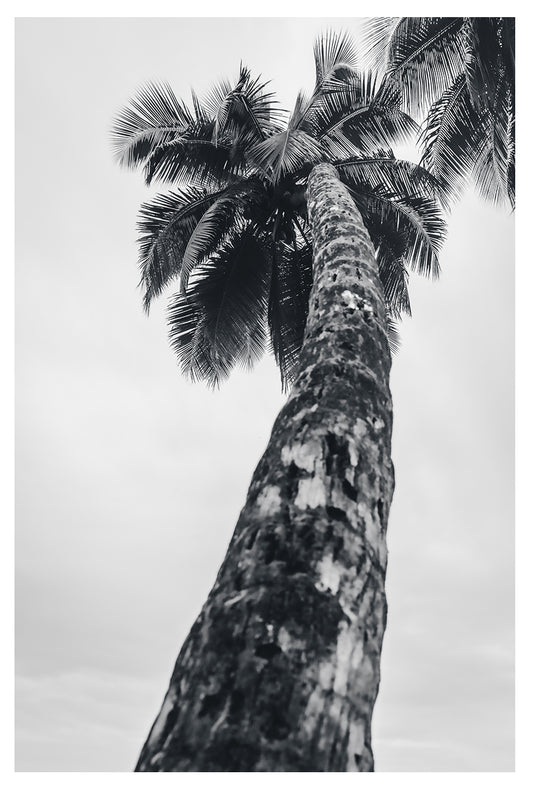 Fine Art Print - Coastal Black and white Palm tree Wall Art, tropical beach for minimalist bedroom, bath, office decor, Home Decor, Summer