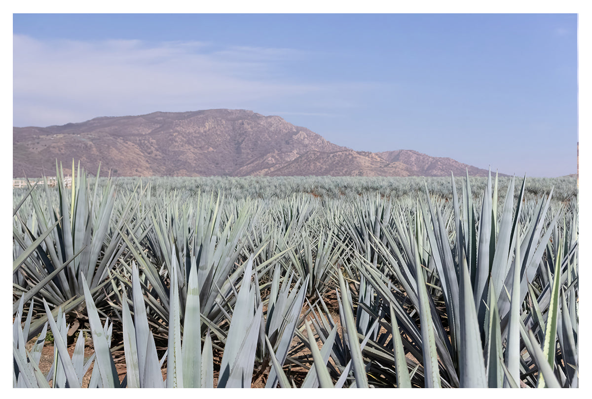 Roots of Jalisco