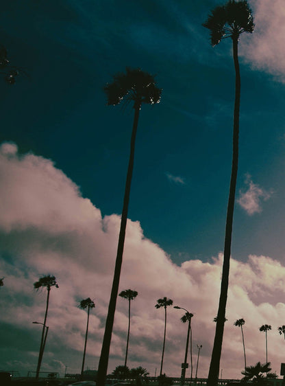 Venice Beach Sunset Art Print: Sunkissed Palm Silhouettes & Colorful Sky - Pink Yellow Sepia Hues for Vibrant Room Accents
