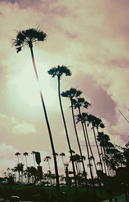 Venice Beach Sunset Art Print: Sunkissed Palm Silhouettes & Colorful Sky - Pink Yellow Sepia Hues for Vibrant Room Accents