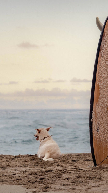 Fine Art Print - Sunset Dog Surf Buddy Wall Art - Beach Print-  Puppy Surf Print, Housewarming Gift, Pet Lovers, Surf Coastal Decor
