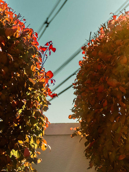 Autumn Whispers - Nature's Fall Palette in Sunlight - Botanical Photography Print Modern Wall Art
