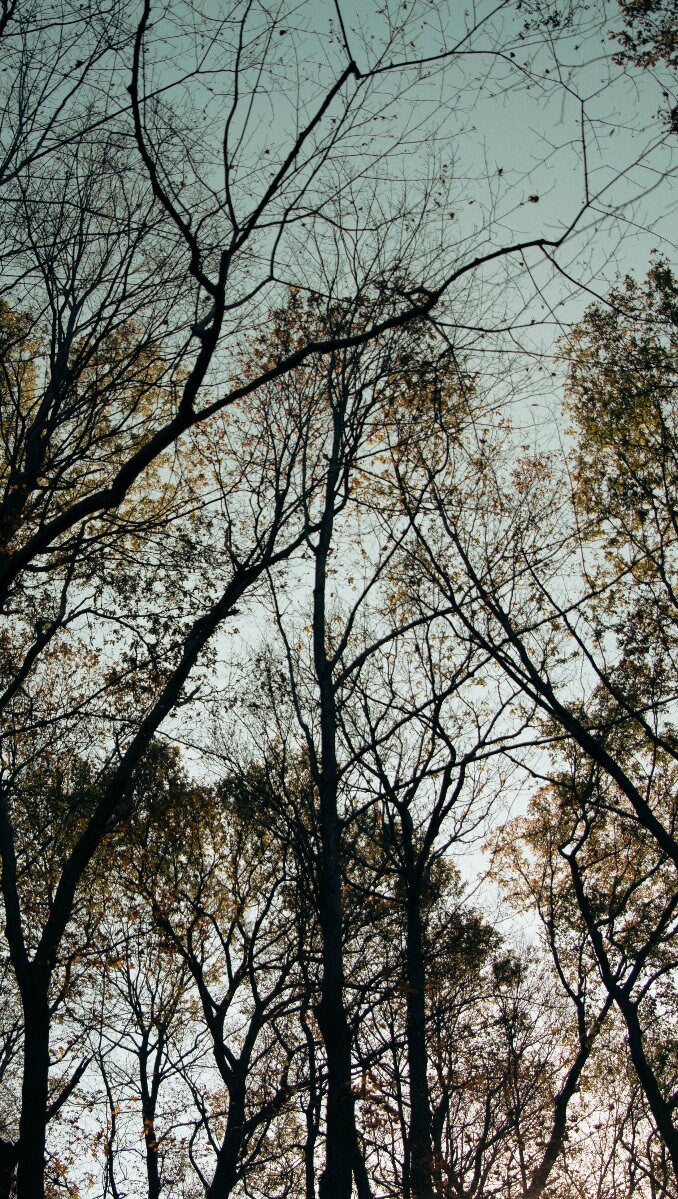 Twilight Canopy - Sunset Through Autumn Trees - Enchanted Forest Photography Print Wall Art Poster Decor