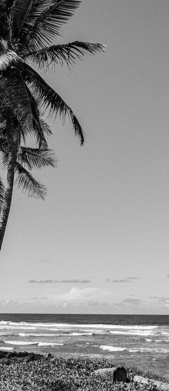 Tropical Palm Trees on Cabarete Beach, Dominican Republic - Black White Fine Art Photography Print photo poster