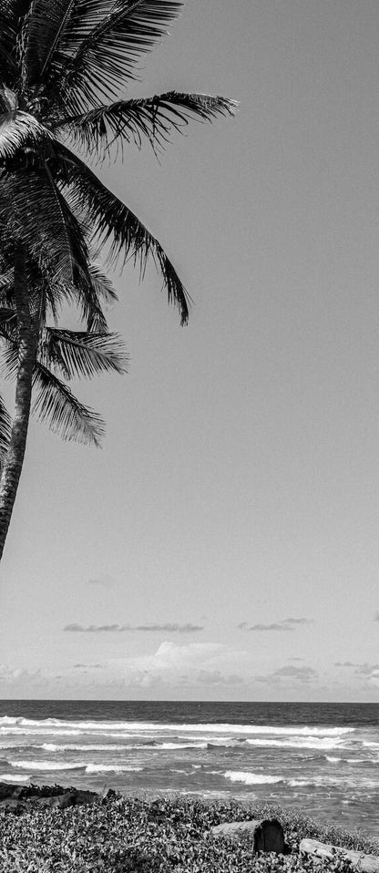 Tropical Palm Trees on Cabarete Beach, Dominican Republic - Black White Fine Art Photography Print photo poster