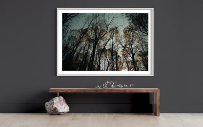 Twilight Canopy - Sunset Through Autumn Trees - Enchanted Forest Photography Print Wall Art Poster Decor