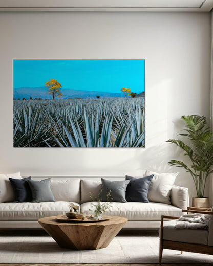 Golden Blue Agave