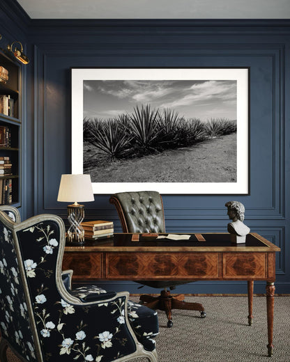 Monochrome Agave
