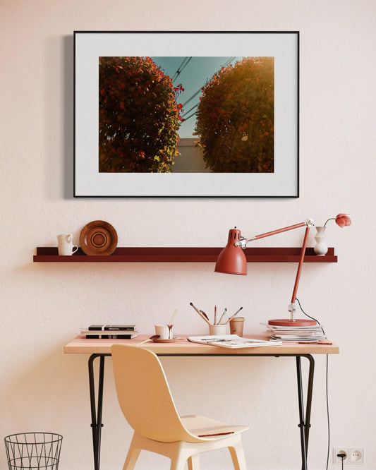 Autumn Whispers - Nature's Fall Palette in Sunlight - Botanical Photography Print Modern Wall Art
