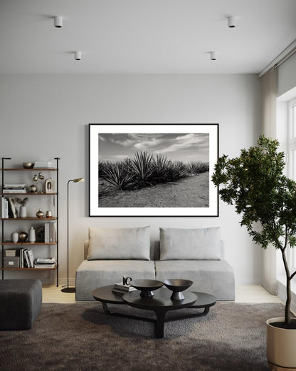 Monochrome Agave
