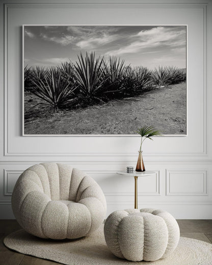 Monochrome Agave