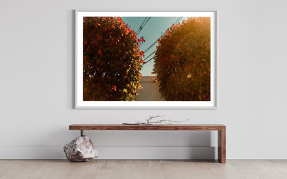 Autumn Whispers - Nature's Fall Palette in Sunlight - Botanical Photography Print Modern Wall Art