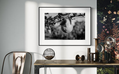 Fine Art print -  Pear on Tree Branch Black and White Wall Art, Kitchen Decor, Dining room, farm house poster, gift ideas, housewarming, art