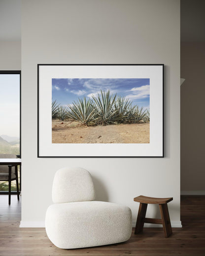 Blue Agave Crown