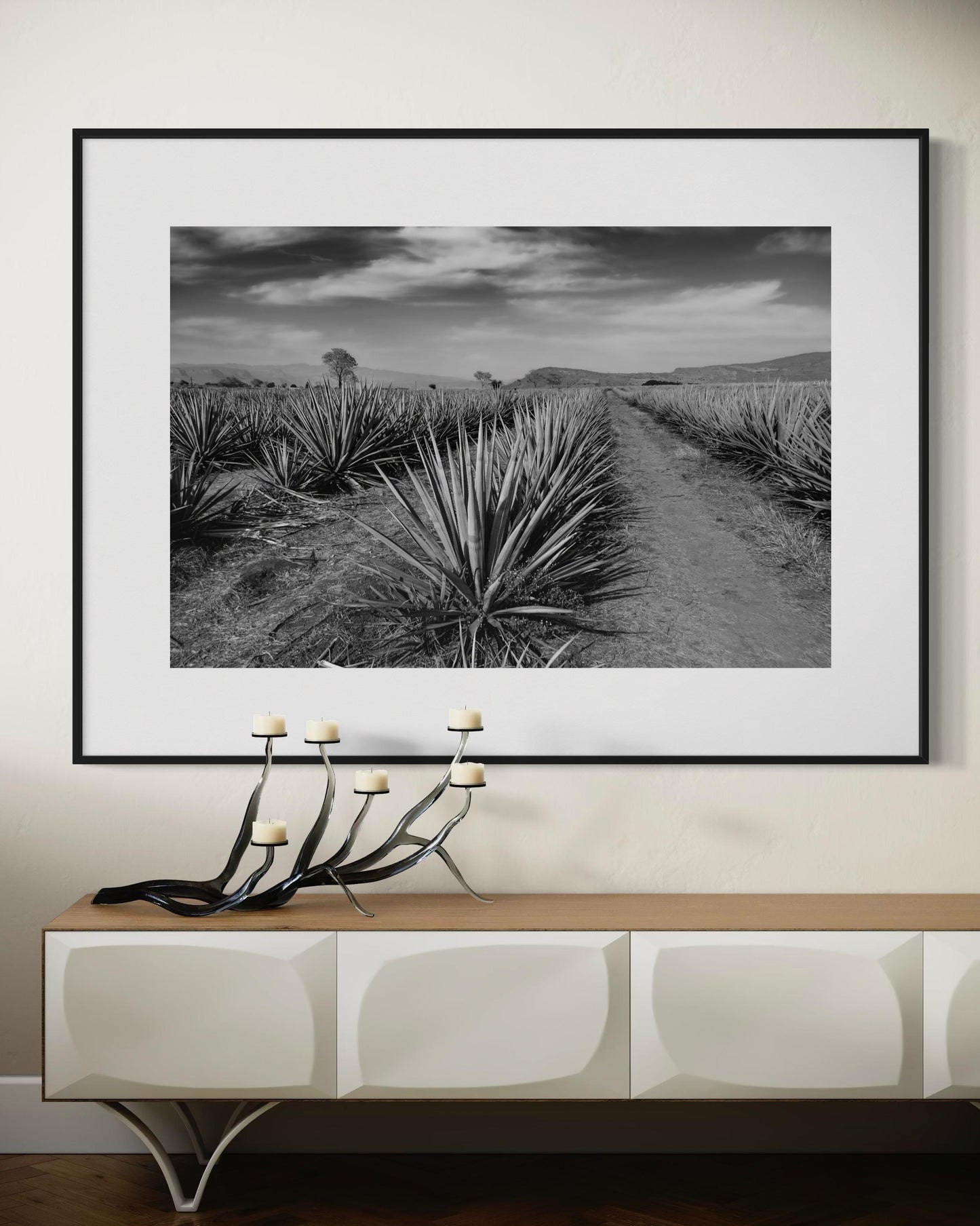 Monochrome Agave Field