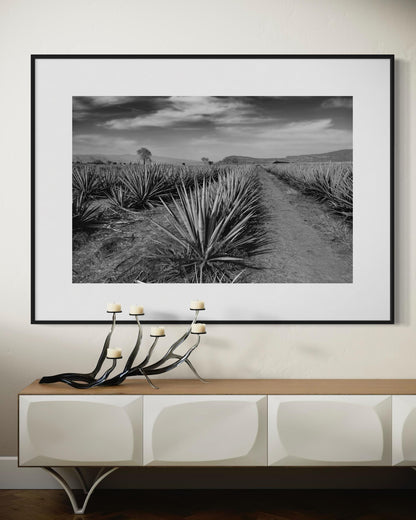Monochrome Agave Field