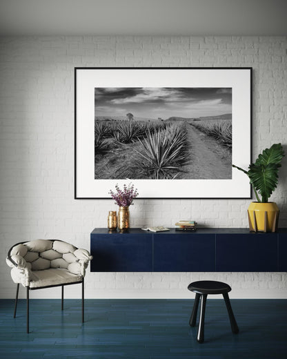 Monochrome Agave Field