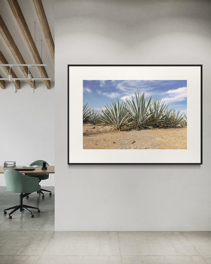 Blue Agave Crown