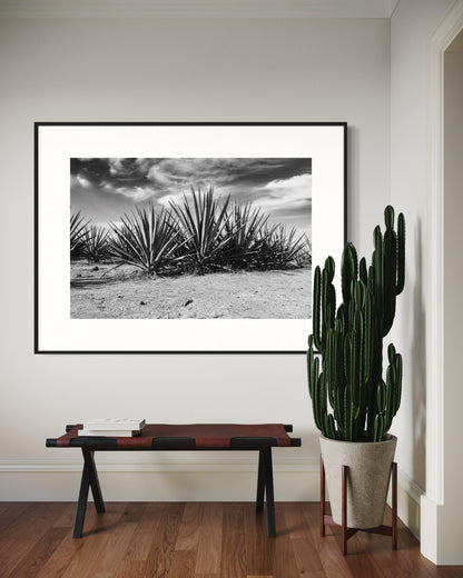 Monochrome Blue Agave