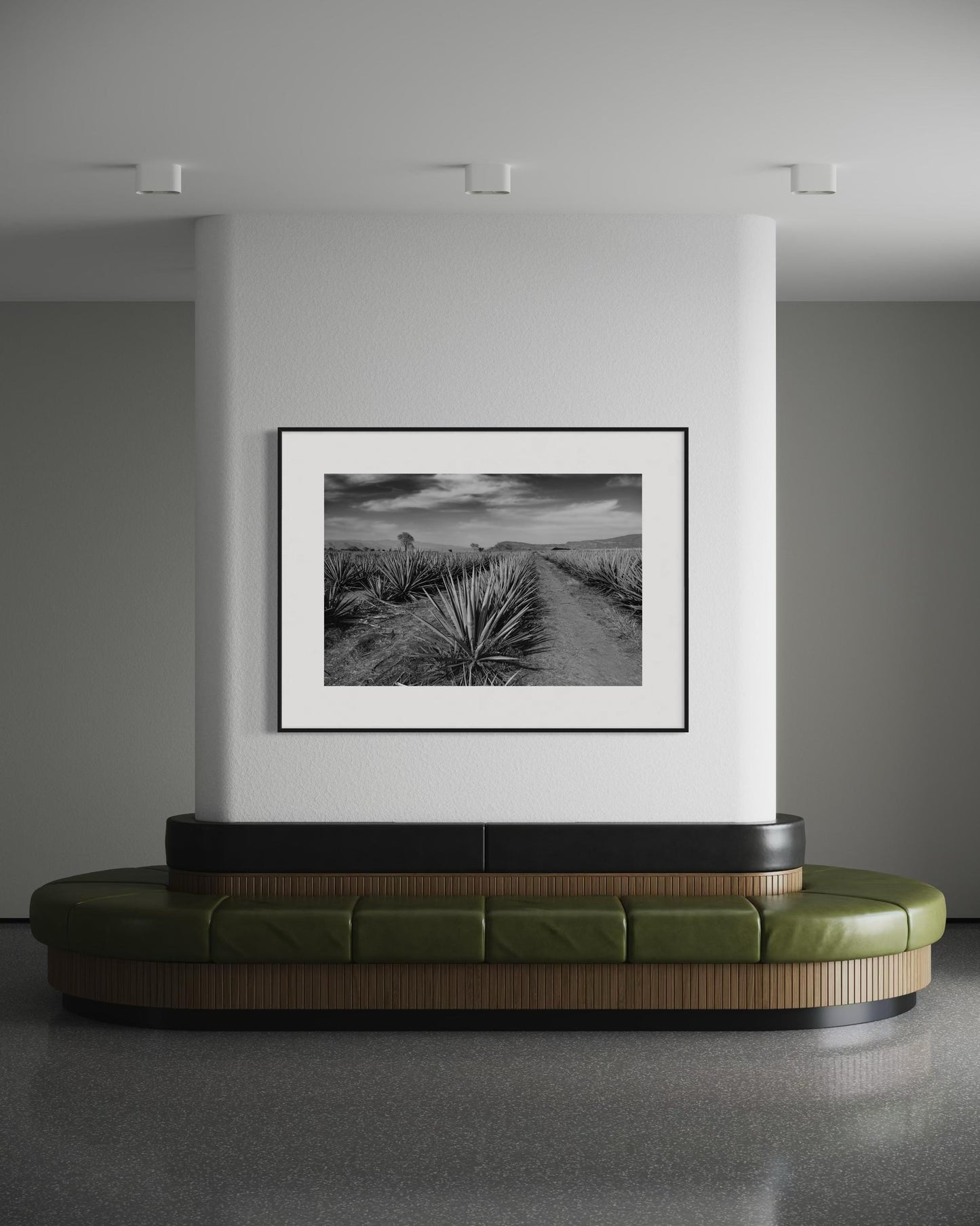 Monochrome Agave Field