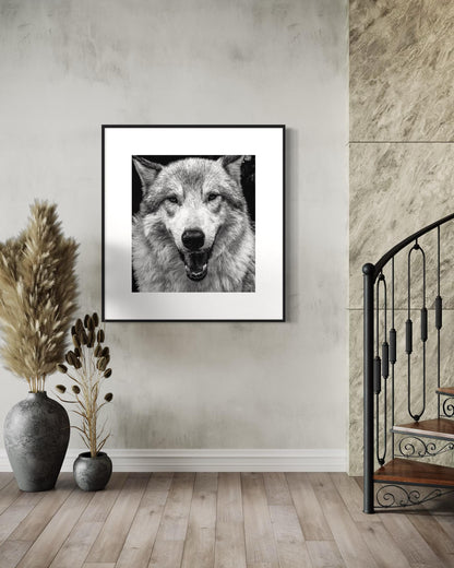 Alpha Stare Black & White Wolf Portrait | Fine Art Wildlife Print by Gil Stunner | Office, Lodge Decor, Cabin Wall Art, Nature Poster