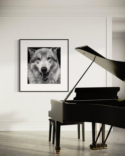 Alpha Stare Black & White Wolf Portrait | Fine Art Wildlife Print by Gil Stunner | Office, Lodge Decor, Cabin Wall Art, Nature Poster