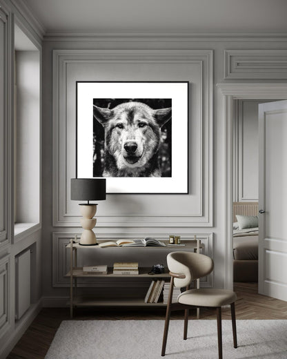 Fine Art Print - Monochrome Wolf Portrait | Bold Statement Wall Art |  Office, Bar, Rustic Lodge Decor | Masculine, Wildlife Lovers Gift