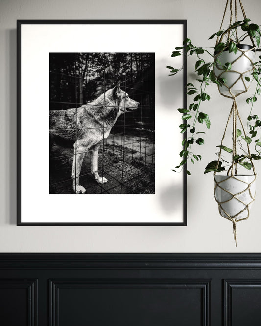 Fine Art Print - Wolf Monochrome Wall Art, Emotional Wildlife Photography for Rustic, Moody, or Masculine Interior Decor | Gil Stunner