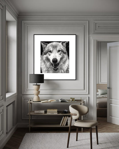 Alpha Stare Black & White Wolf Portrait | Fine Art Wildlife Print by Gil Stunner | Office, Lodge Decor, Cabin Wall Art, Nature Poster