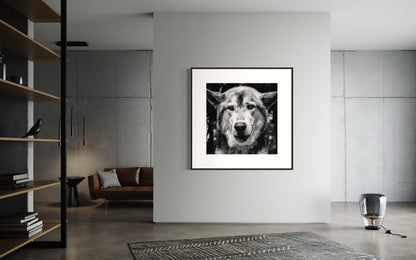 Fine Art Print - Monochrome Wolf Portrait | Bold Statement Wall Art |  Office, Bar, Rustic Lodge Decor | Masculine, Wildlife Lovers Gift