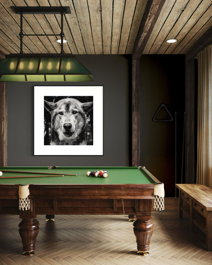 Fine Art Print - Monochrome Wolf Portrait | Bold Statement Wall Art |  Office, Bar, Rustic Lodge Decor | Masculine, Wildlife Lovers Gift