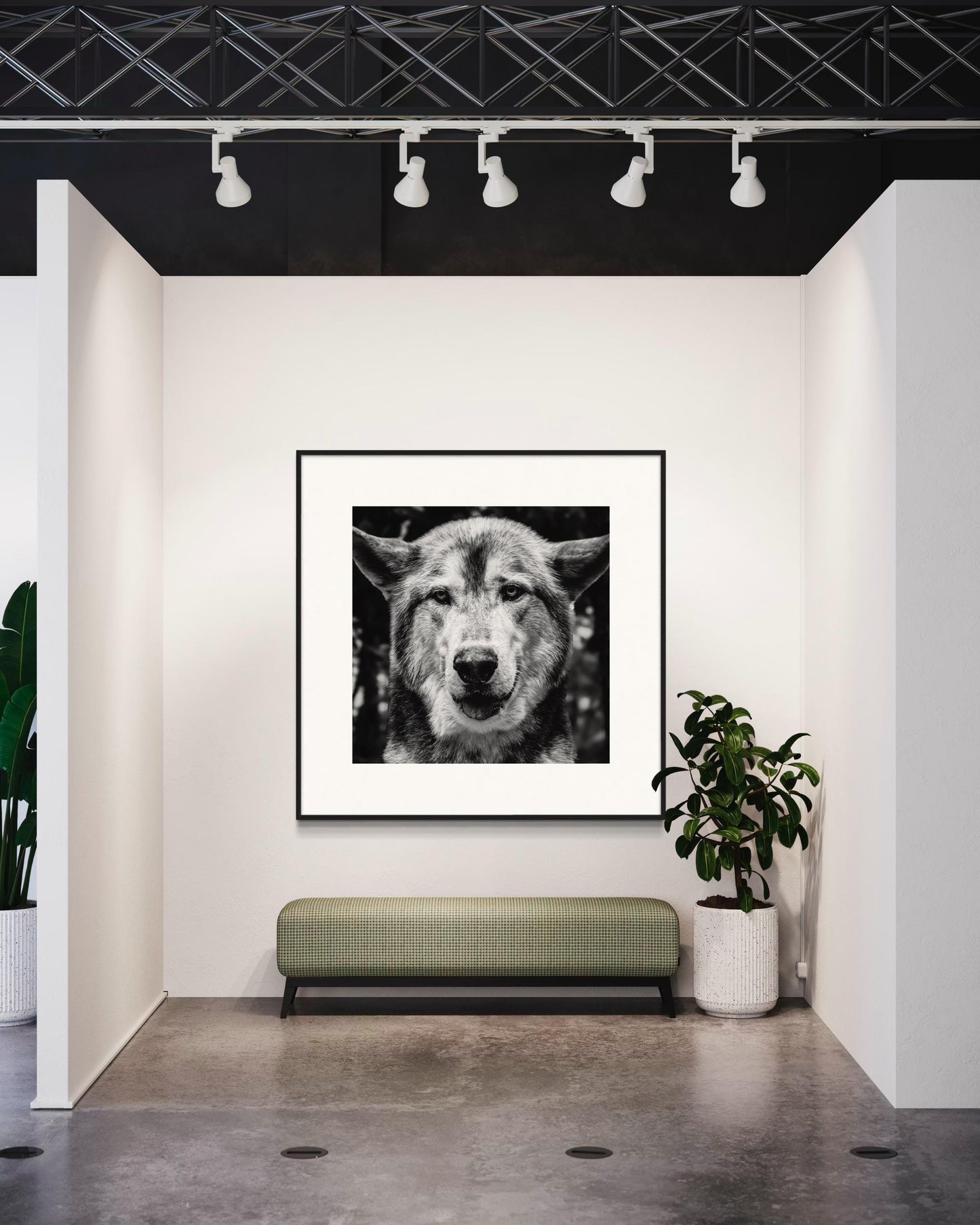 Fine Art Print - Monochrome Wolf Portrait | Bold Statement Wall Art |  Office, Bar, Rustic Lodge Decor | Masculine, Wildlife Lovers Gift