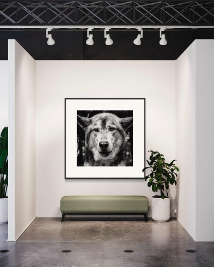 Fine Art Print - Monochrome Wolf Portrait | Bold Statement Wall Art |  Office, Bar, Rustic Lodge Decor | Masculine, Wildlife Lovers Gift